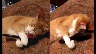 Cute cat loves to relax by pampering itself