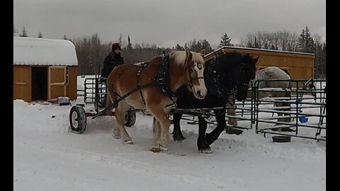 Clearing Snow With DRAFT HORSES!