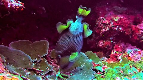 The titan triggerfish commands respect from scuba divers for good reason