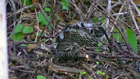 IECV NV #478 - 👀 Song Sparrow Looking For Food In The Dirt Hill🐤 10-9-2017