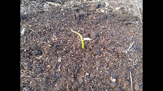 Planting Overwintered Ginger 5/11/23