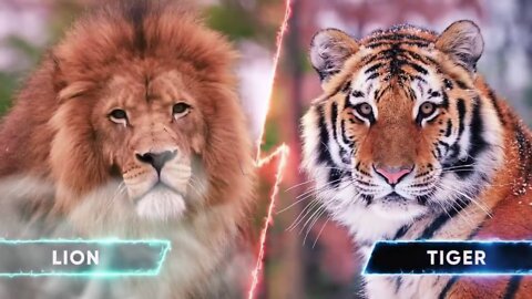 Lion Vs Tiger Real Fight to Death