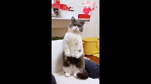 🤣cat 😱surprised by children flipping over #cute #fun #viral #funnyanimals #funny #funn #short