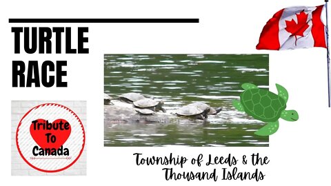 Turtle Race | Township of Leeds and the Thousand Islands | Funny Turtles