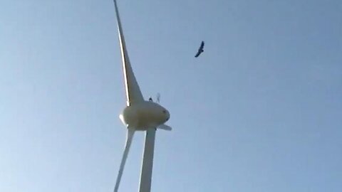 Dramatic and SAD Wind Turbines Injuring and Killing Birds Compilation