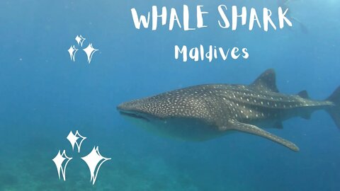 Whale Shark | The biggest fish in the world! #maldives #whaleshark #underwater