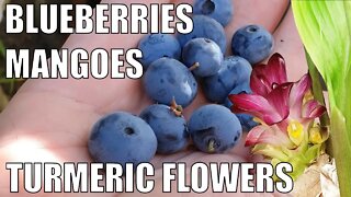 Blueberry Harvest, Black Turmeric Flowers & Mangoes