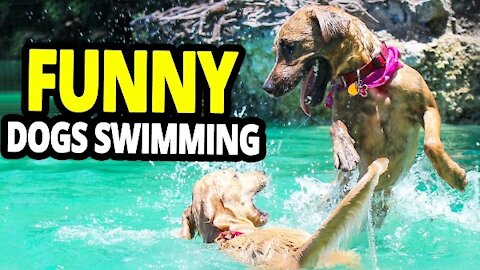 Dogs Swimming In Pool, Lake & Sea - Funny Dogs Swimming Compilation