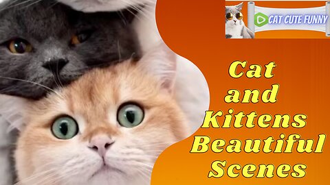 Animal footage | Cat and Kittens Beautiful & scenes | part 2