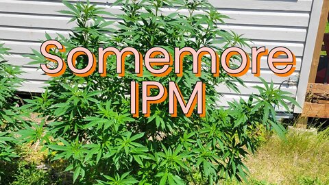 Outdoor IPM #MarsHydro #TSW2000 #RootedLeaf