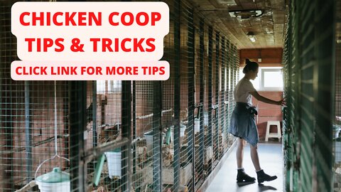 CHICKEN COOP TIPS & TRICKS 🙆‍♂️😍😍🐔🐔
