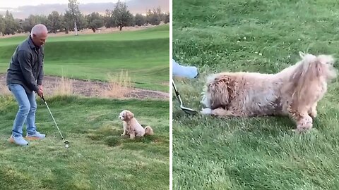 Dog is the ultimate caddy, fetches owner's golf balls