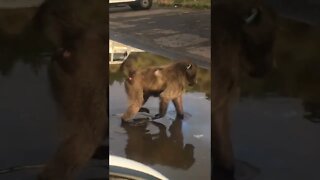 Baboon walking on water 😟Lol #shorts #animallover subscribe for more