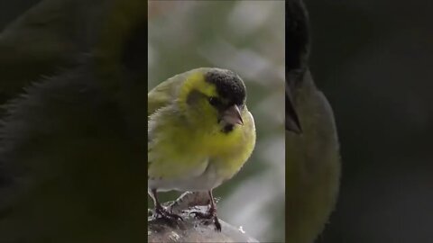 Bird in the Snow