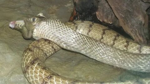 Cobra Catching TV: Dig a cave to catch snake Episode 10| How to catch Oriental Rat Snake in Cave