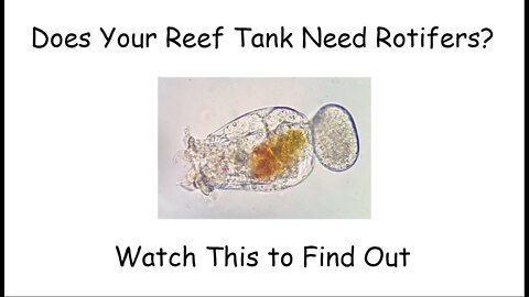 Do You Need Rotifers in Your Aquarium?