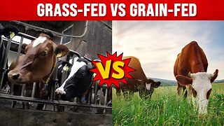 New Fascinating Research on Grass-Fed Beef