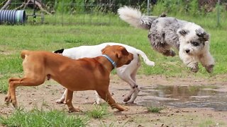 High Energy Play Between Small & Large Breeds Within a Calm & Balanced Dog Pack