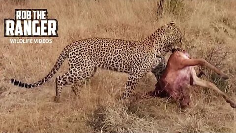 African Wildlife Interactions | Leopard And Hyenas Compete For Food
