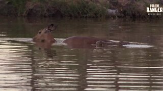 Helpless Impala Cant Escape The Jaws Of A Crocodile (Presented By Krazy King Virus)