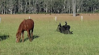 Grazing horses