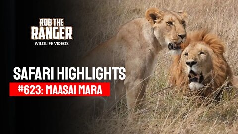 Safari Highlights #623: 30th August 2021 | Maasai Mara/Zebra Plains | Latest Wildlife Sightings
