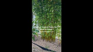 What Tropical Bamboo Plants Do Great in Florida? Ocoee Bamboo Farm 407-777-4807