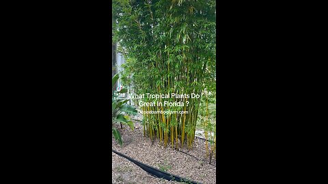 What Tropical Bamboo Plants Do Great in Florida? Ocoee Bamboo Farm 407-777-4807