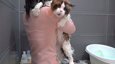 When a Talkative Cat Takes a Bath