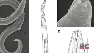 Scientists Resurrected an Extinct Animal Frozen for 46,000 Years in Siberia