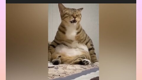 Funny 😁 cats video