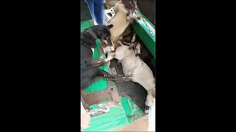 DOG SAVIOR RESCUING DOG MEAT SURVIVORS REELS FYP VIRAL NEWS