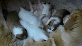 Great Pyranese female and her eight puppies.