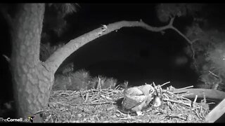 The Owlet Doesn't Wait On Mom For Breakfast 🦉 4/8/22 06:18