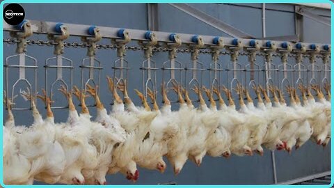 Modern Poultry Farming and Chicken Meat Processing Plant
