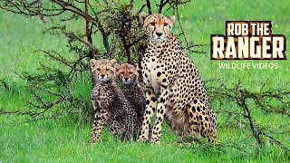 Cheetah And Cubs Disturbed By Hyena | Maasai Mara Safari | Zebra Plains