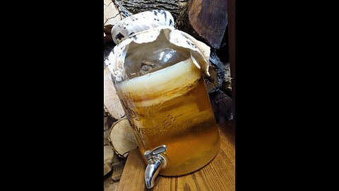 My Jun Scoby (Kombucha - Video Short)