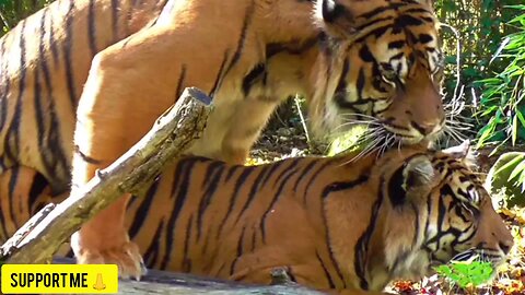 Slow-motion of bengal tiger walking in the forest stock video...