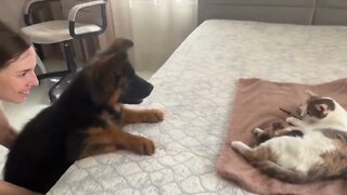 Dog is curious how mother cat and her babies are doing #shorts #dog #cat #animals #pet #cute