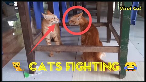 😠Fighting for girlfriend🙀 | Two little friend🤭