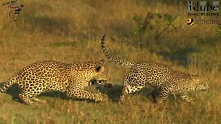 Leopard And Cub - Life Outside The Bushcamp - 28: Morning Playtime