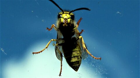 Incredible closeup of yellowjacket wasp cleaning windshield of bug splatter