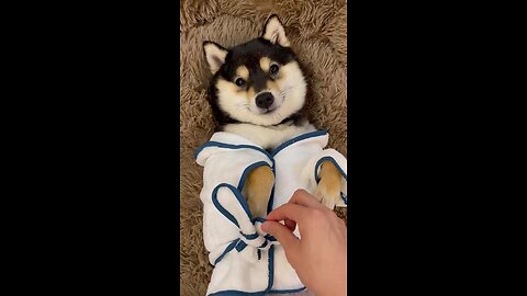 royal treatment with adorable dog