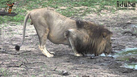 Majingilane Lion Coalition Relax And Drink