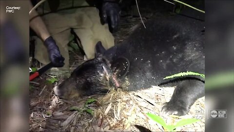 Florida black bear gets head stuck in plastic container for nearly a month