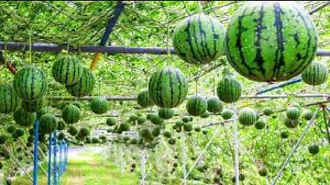 World's Most Expensive Watermelon - Japanese Black Watermelon Cultivation - Black Watermelon Farm