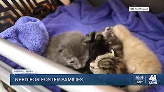 KC Pet Project seeks volunteers to foster, bottle feed kittens