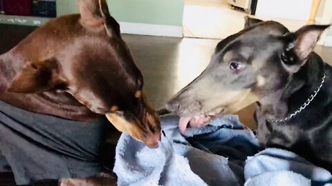 Affectionate Play Between Two Dobermans (uncut and raw footage)