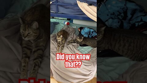 Discover the Shocking Reason for This Cat's Weird Purr We bet you didn’t know this fact???!