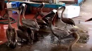Hungry pelicans swarm kindly fishermen at Galapagos market